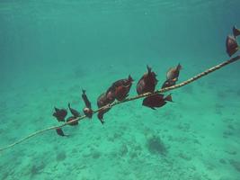 Fisch in der Nähe eines Seils foto