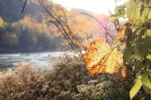 Nahaufnahme von Herbstlaub foto