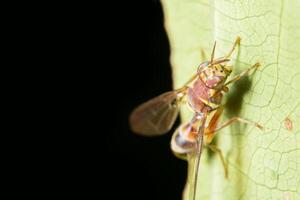 Fruchtfliege auf einer Pflanze foto