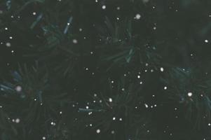 dunkler Kiefernhintergrund mit Schnee foto