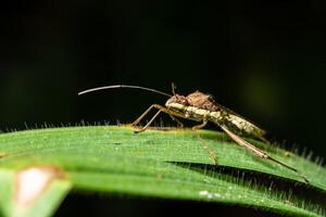 Attentäter Bug auf einer Pflanze, Nahaufnahme foto