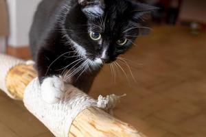 Schwarze Hauskatze inspiziert begeistert den behelfsmäßigen Kratzbaum, der zu Hause auf dem Boden liegt. foto