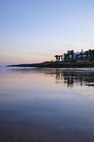 luz beach, portugal, 2020 - kokosnussbäume am strand foto