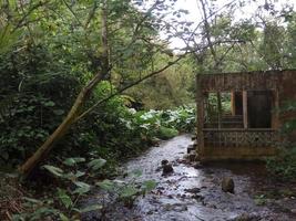 schöner Fluss im Wald foto