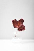 rotes Ahornblatt in einer klaren Vase foto