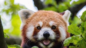 süßer roter Panda foto