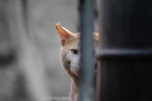 aufmerksame Straßenkatze, die ruhig neben dem Wassertank sitzt foto