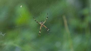 Spinne mit schwarzem und gelbem Körper und Beinen in der Mitte ihres Spinnennetzes auf grünem Hintergrund foto