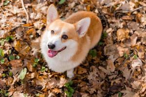 Süßer Corgi-Hund auf einem Spaziergang im Herbst im Wald. hochwertiges Foto