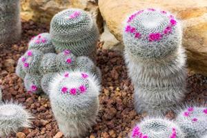Nadelkissen-Kaktuspflanze mit rosafarbener Blumendekoration auf Felsen im Garten