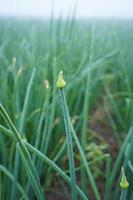 Frühlingszwiebeln wachsen im Garten foto