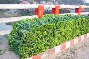 frischer allium tuberosum isoliert foto