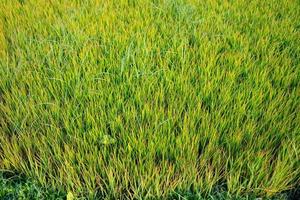 Reissamen, die in den Reisfeldern gepflanzt werden sollen foto
