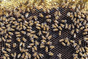 abstrakte Sechseckstruktur ist mit Bienenwabe gefüllt, gefüllt foto