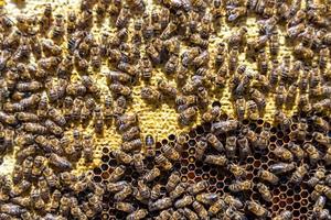 abstrakte Sechseckstruktur ist mit Bienenwabe gefüllt, gefüllt foto