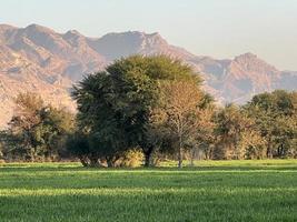 Landschaftsansicht von Bergen und Bäumen grünes Feld und Berge foto