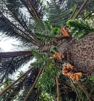 Unteransicht einer Norfolk-Insel-Kiefer hat schuppige oder araucaria heterophylla foto