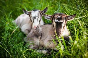 ein schönes Foto von zwei kleinen Ziegen, die zusammen im Gras liegen