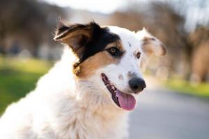 schönes Nahaufnahmeporträt eines Hundes foto