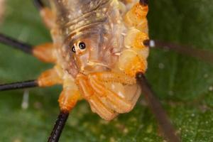 Nahaufnahme Spinne, Makrofotografie foto