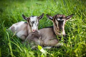 ein schönes Foto von zwei kleinen Ziegen, die zusammen im Gras liegen