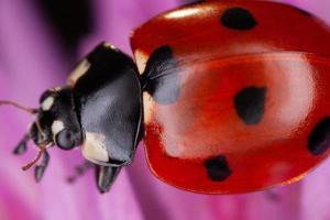 Nahaufnahme Makroaufnahme eines Insekts foto