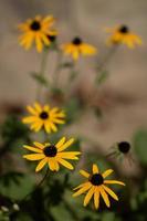 Im Garten wachsen schöne gelbe Rudbeckia-Blüten. foto