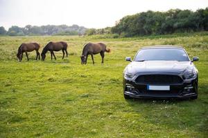 Pferde auf einer Weide in der Nähe eines teuren Mustang-Autos foto