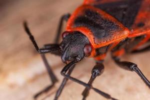 Nahaufnahme Makroaufnahme eines Insekts foto