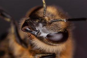 Nahaufnahmemakroaufnahme des Bienenkopfes foto