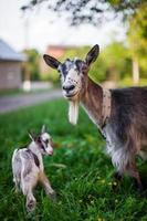ein schönes Foto von zwei Ziegen von Mama und Baby