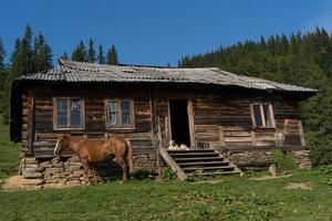 In der Nähe des Hauses wartet ein schönes braunes Pferd auf seinen Besitzer. foto