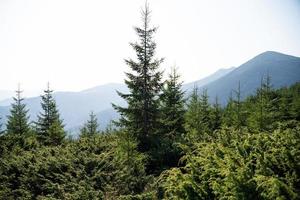 schöne landschaft berge karpaten in der ukraine foto