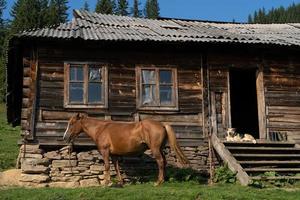 In der Nähe des Hauses wartet ein schönes braunes Pferd auf seinen Besitzer.