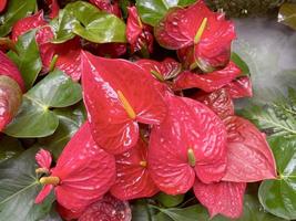 Rote Anthuriumblumen im Garten werden üblicherweise als Zierpflanzen und Schnittblumen angebaut. weicher und selektiver Fokus. foto