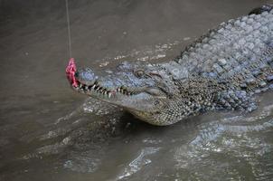 Krokodil, das Nahaufnahme isst foto