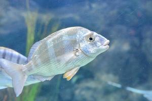 kleine fische schwimmen foto