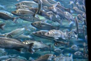 kleine fische schwimmen foto