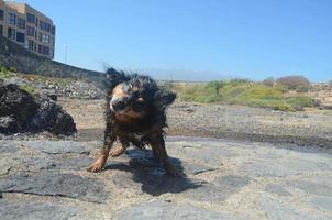 süßer nasser hund foto