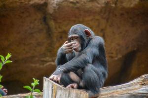 kleiner Affe im Zoo foto
