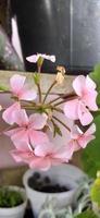 schöne Efeugeranie für die Gartendekoration. pinke Blume. Zimmerpflanze foto