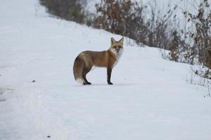 roter Fuchs, der im Schnee steht foto