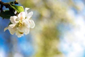 Schöne weiße Apfelblütenblumen im Frühling. Hintergrund mit blühendem Apfelbaum. inspirierender natürlicher frühlingsblühender garten oder park. Blumenkunstdesign. selektiver Fokus. foto