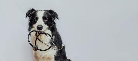 Hündchen Border-Collie mit Stethoskop im Mund zwinkern isoliert auf weißem Hintergrund Reinrassiger Hund an der Rezeption beim Tierarzt in der Tierklinik Tiergesundheitsversorgung und Tierkonzeptbanner foto