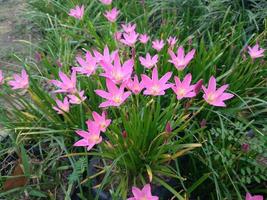 Blüte der rosafarbenen Zephyranthes-Lilie, Regenlilie, Feenlilie. Makrofotografie der Frühlingsblume. foto