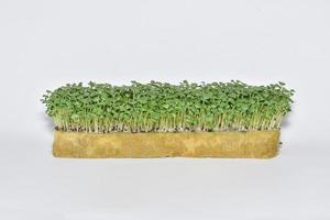 gemüse microgreens sprossen, wachsendes und gesundes ernährungskonzept. foto