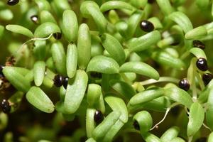 gemüse microgreens sprossen, wachsendes und gesundes ernährungskonzept. foto