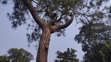 Baum mit Rindendetails, grünen Blättern und blauem Himmel im Hintergrund foto