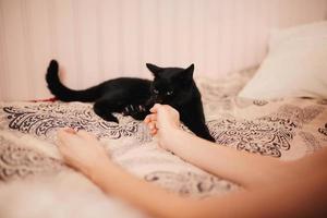 Schwarze Katze auf dem Bett. Die Hände der Mädchen spielen mit ihrem Haustier. beschnittenes Foto. foto