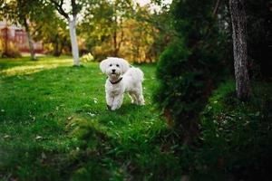 flauschige Maltesermischung auf dem Gras. weißer Hund spielt im Garten mit grünem Gras foto